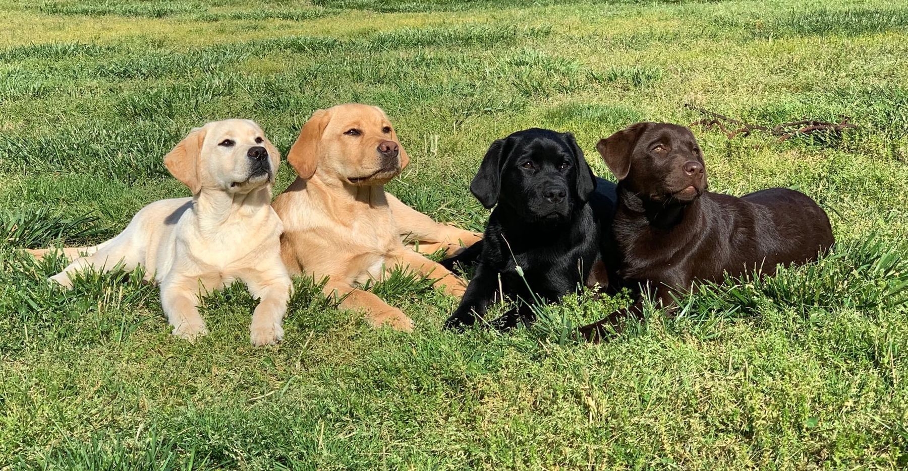Labrador Coat Colors Which Riqq Labrador Color