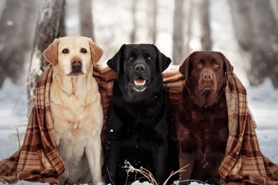 Labrador Colors Genetics Determining Coats Like Yellow Black