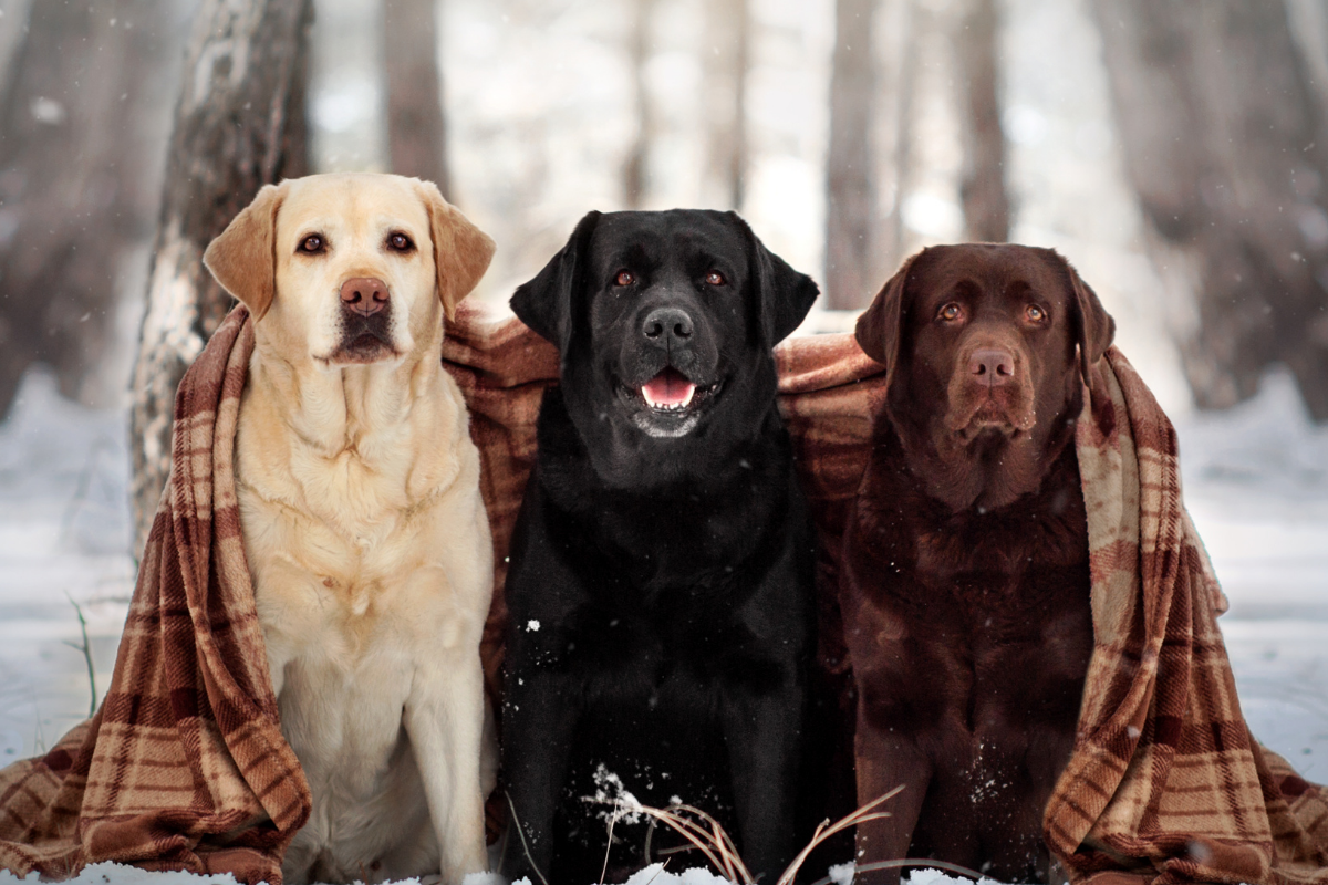 Labrador Colors Genetics Determining Coats Like Yellow Black U0026 Silver