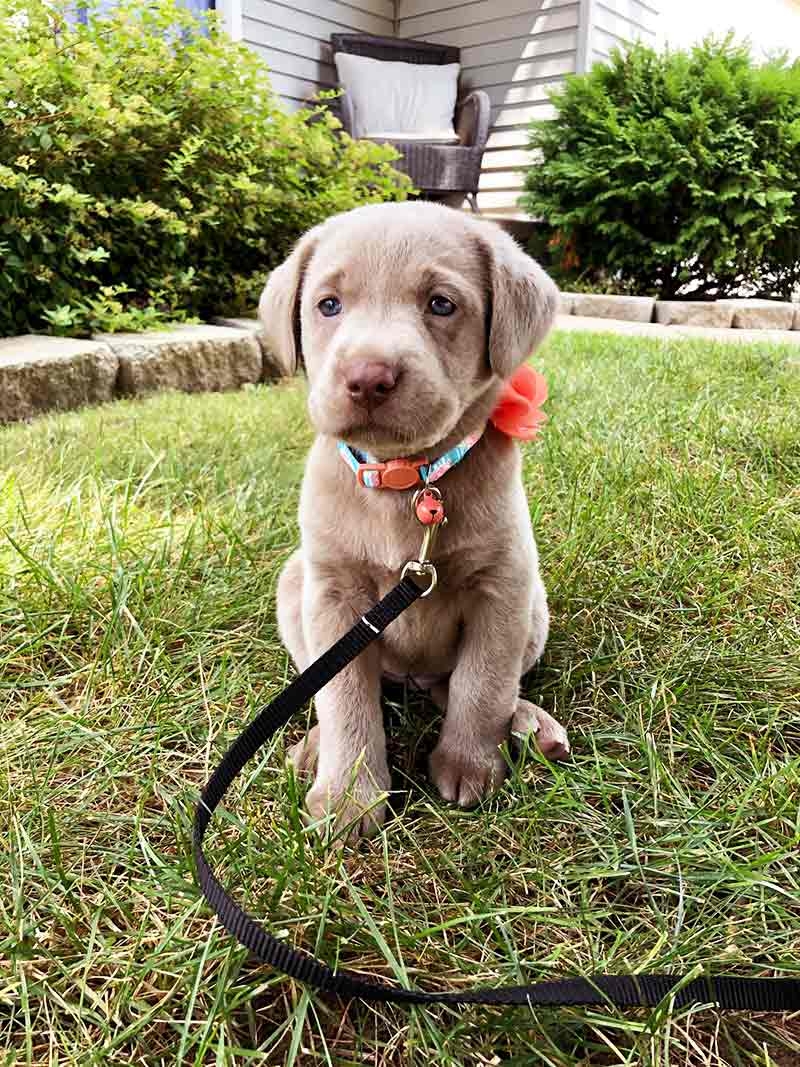 lab dog color