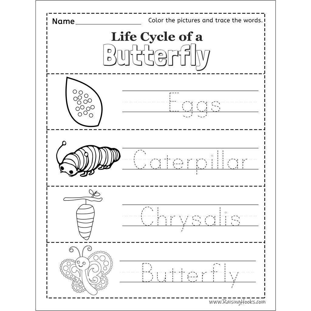 life cycle of a butterfly worksheet