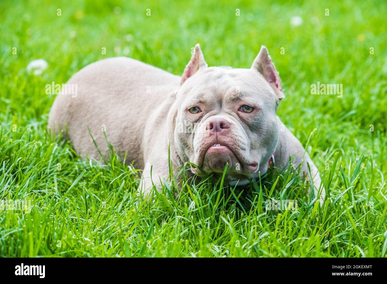 Lilac Color American Bully Dog Is Lying On Green Grass Stock Photo Alamy