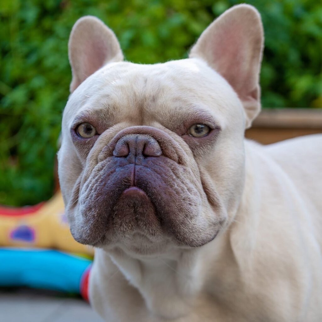 lilac color dog