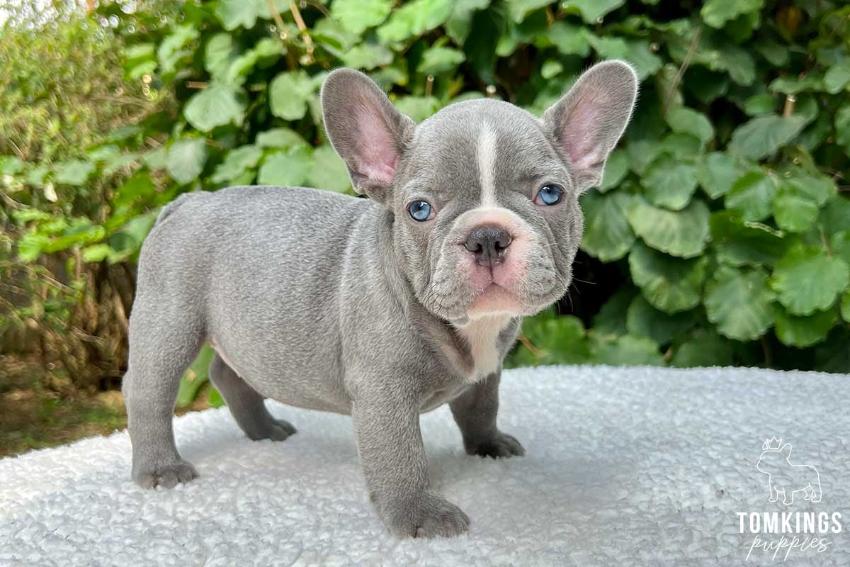 Lilac French Bulldog For Sale TomKings Kennel