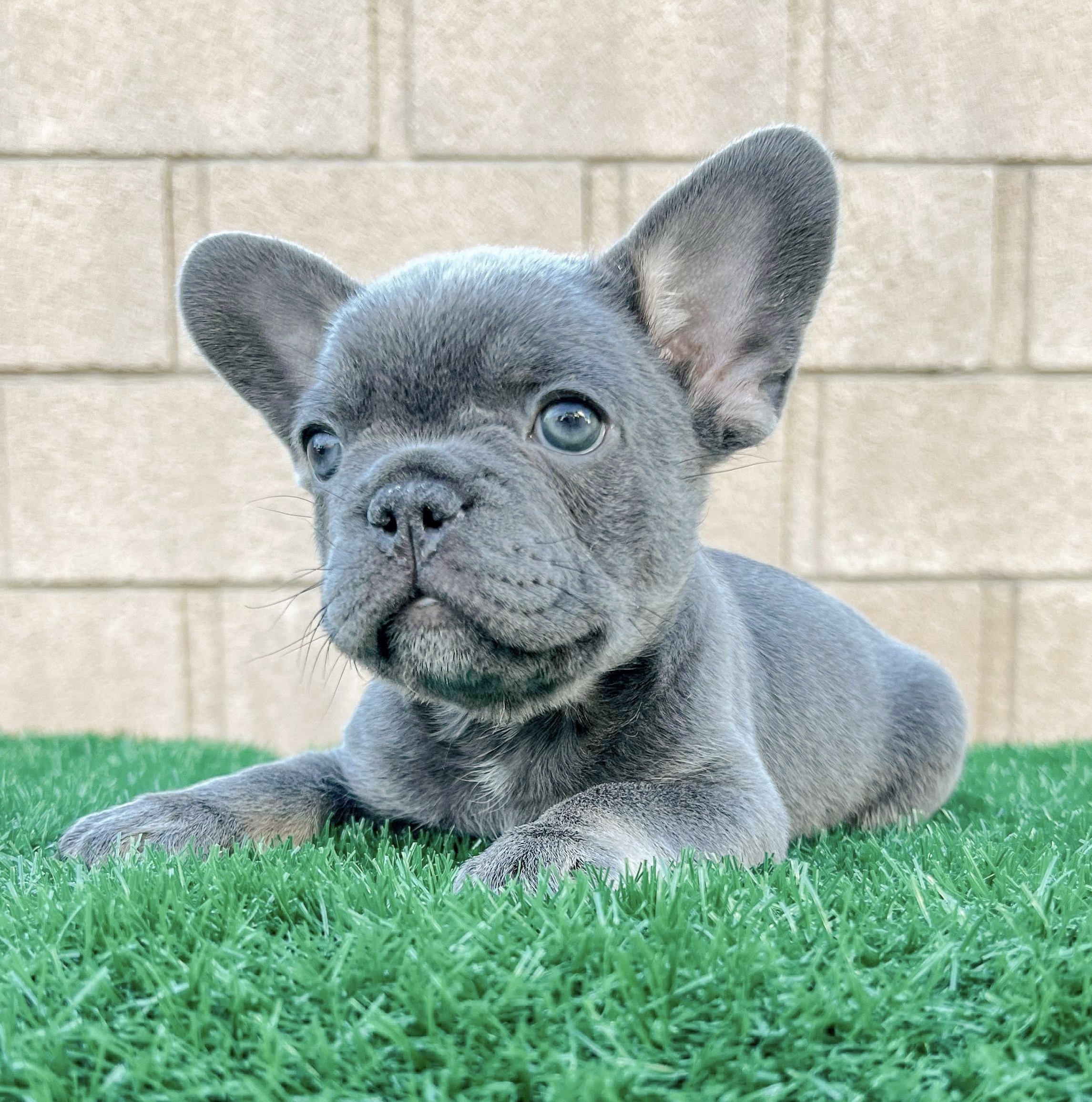 Lilac French Bulldogs What Do I Need To Know 