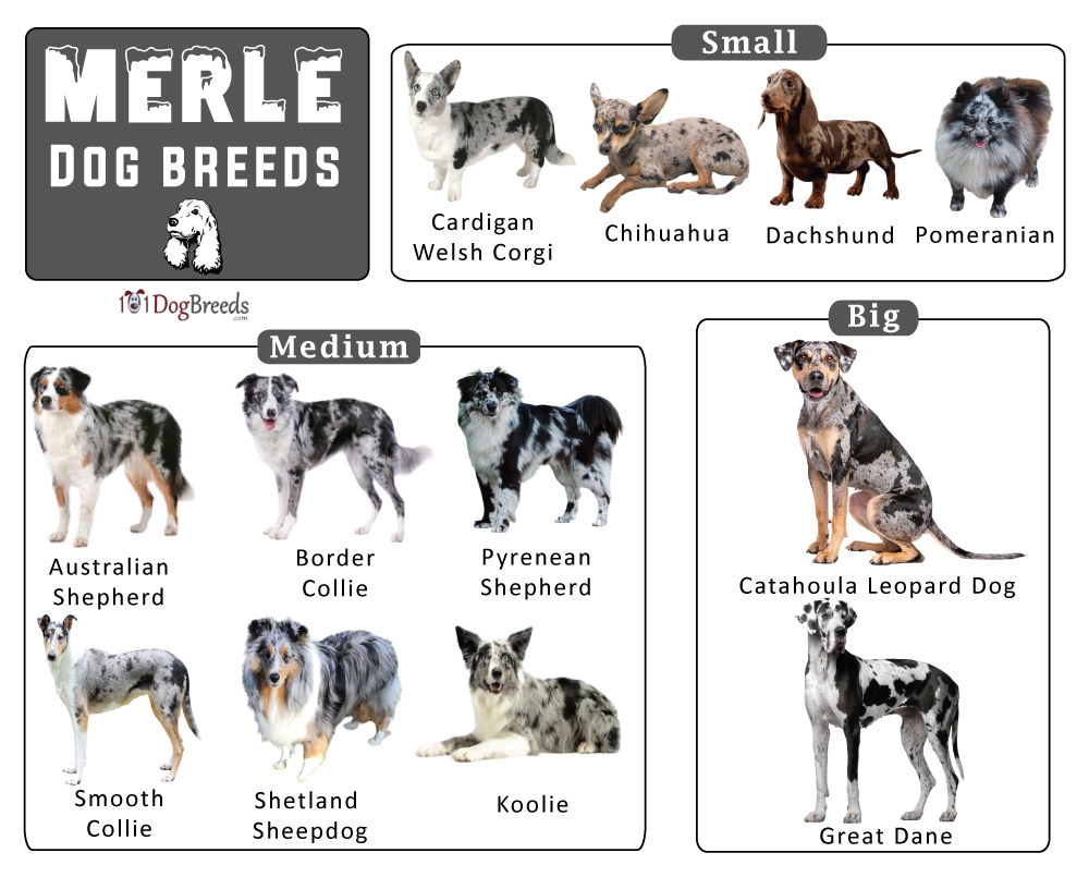 merle colored dog