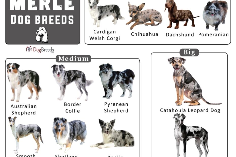 List Of Merle Dog Breeds With Pictures 101DogBreeds