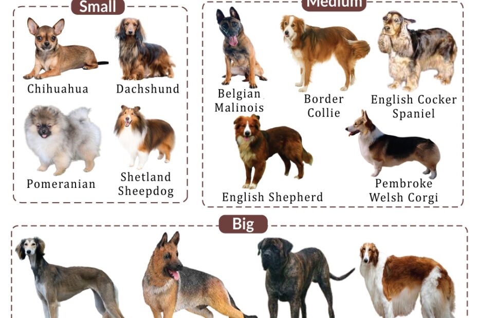 List Of Sable colored Dog Breeds With Pictures 101DogBreeds