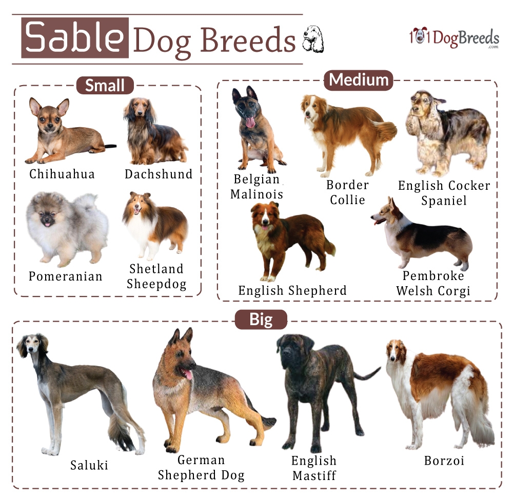 List Of Sable colored Dog Breeds With Pictures 101DogBreeds