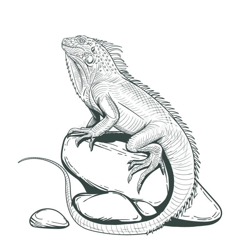Lizard Iguana Coloring Stock Illustrations 627 Lizard Iguana Coloring Stock Illustrations Vectors U0026 Clipart Dreamstime