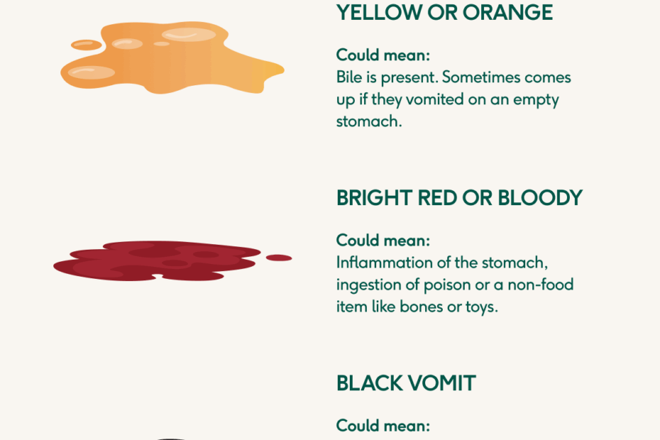 Lyka s Vet approved Dog Vomit Guide with Colour Charts Lyka Blog