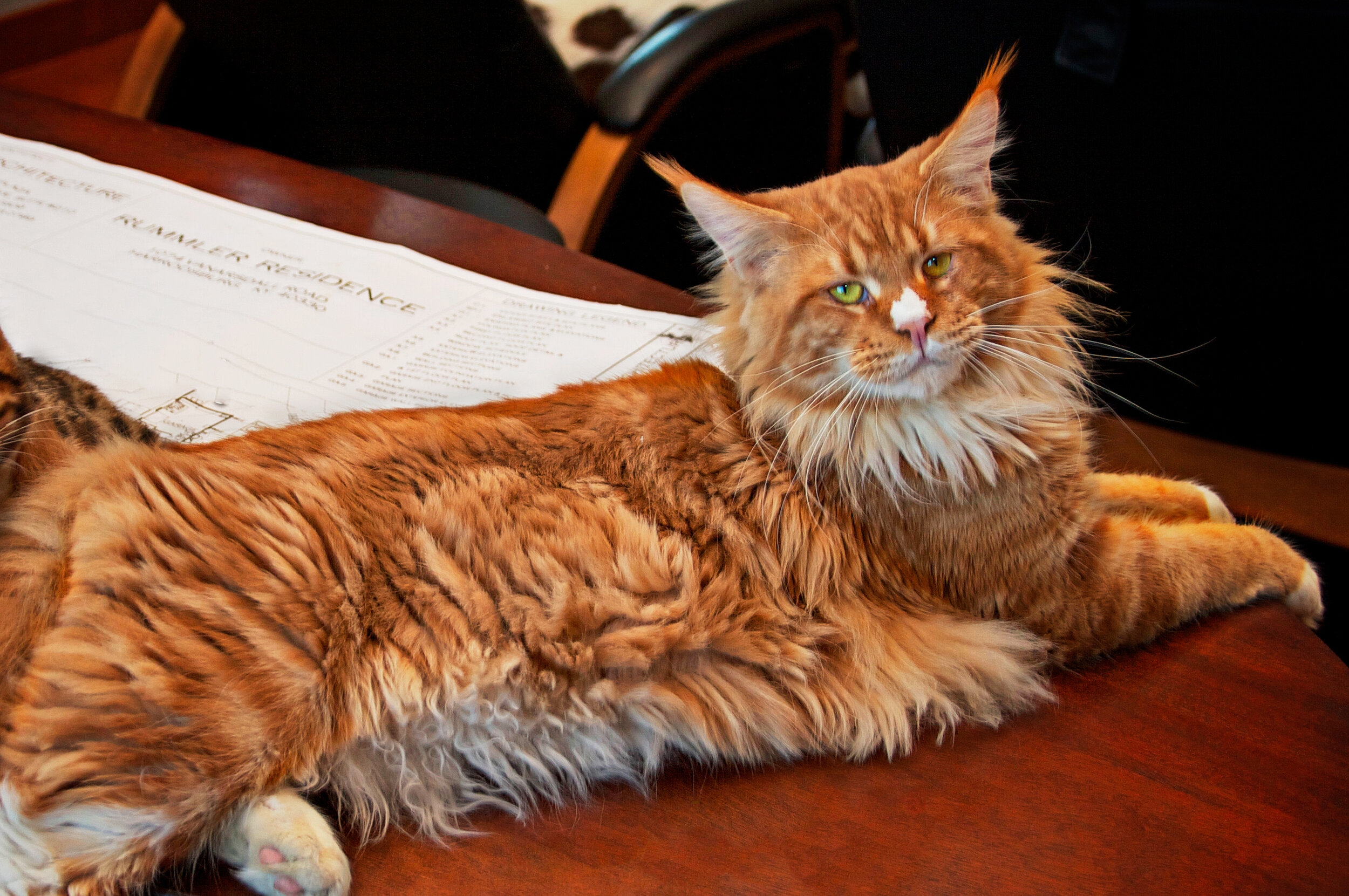 colors of maine coon cats