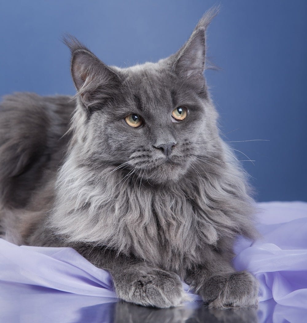 Maine Coon The Majestic U0026 Gentle Giant Of Cat Breeds