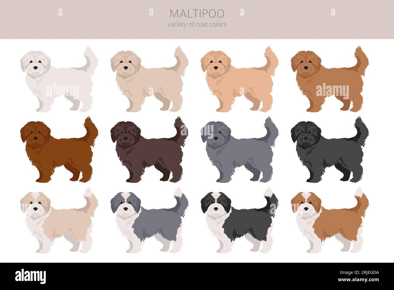 Maltipoo Clipart Maltese Poodle Mix Different Coat Colors Set Vector Illustration Stock Vector Image U0026 Art Alamy