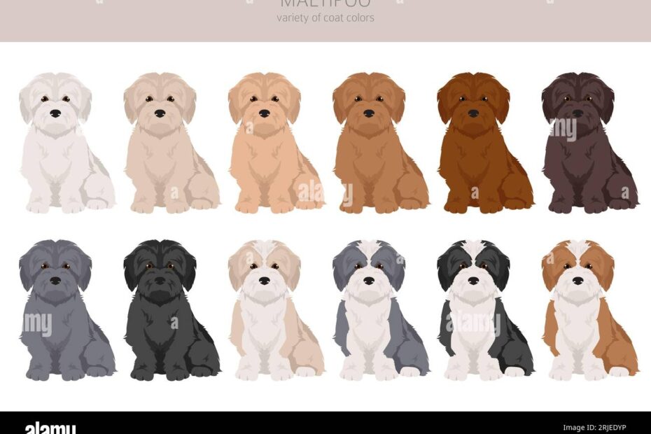 Maltipoo Clipart Maltese Poodle Mix Different Coat Colors Set Vector Illustration Stock Vector Image U0026 Art Alamy
