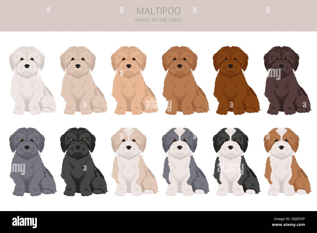 Maltipoo Clipart Maltese Poodle Mix Different Coat Colors Set Vector Illustration Stock Vector Image U0026 Art Alamy