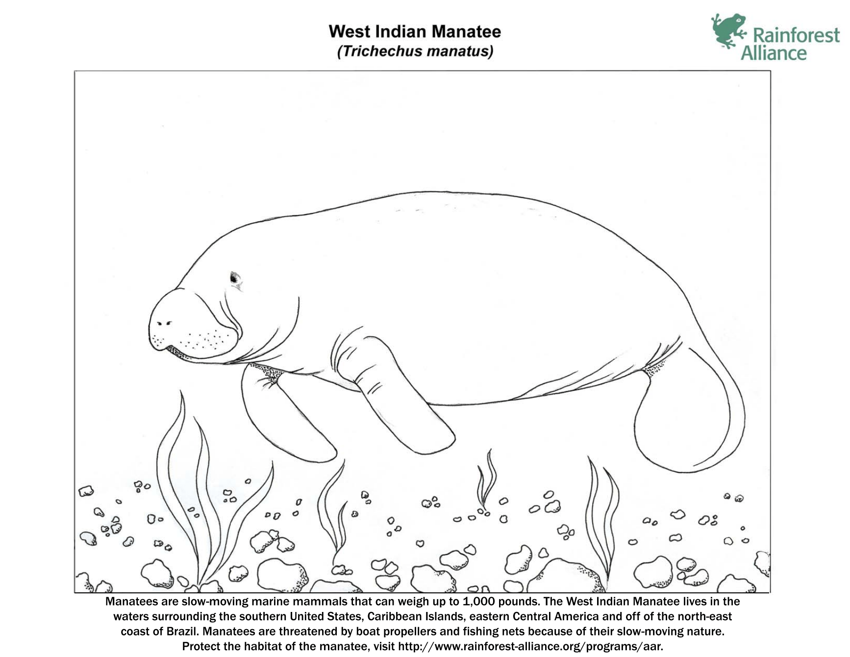 Manatee Coloring Page Rainforest Alliance