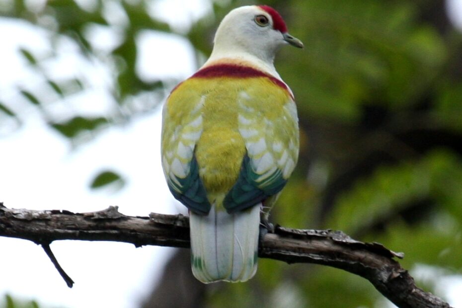 Many colored Fruit Dove Wikipedia