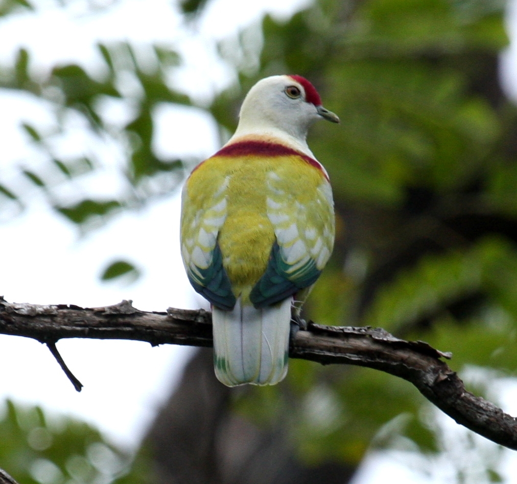 Many colored Fruit Dove Wikipedia