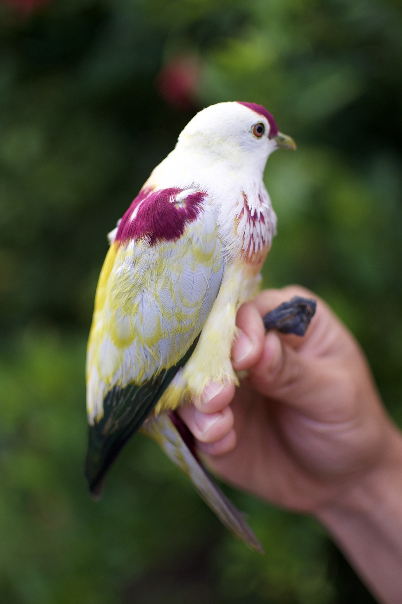 Many coloured Fruit Dove Ptilinopus Perousii INaturalist
