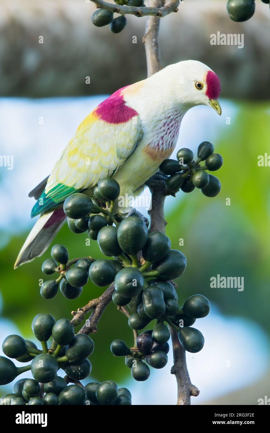 Many coloured Fruit dove Ptilinopus Perousii Mariae On Fiji In 