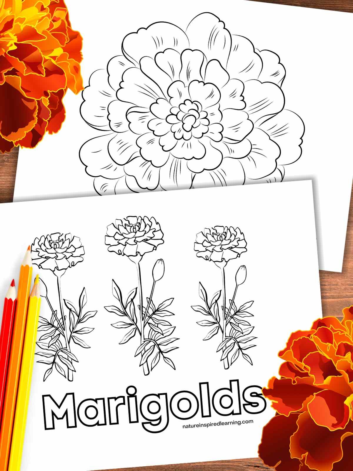 Marigold Coloring Pages Nature Inspired Learning