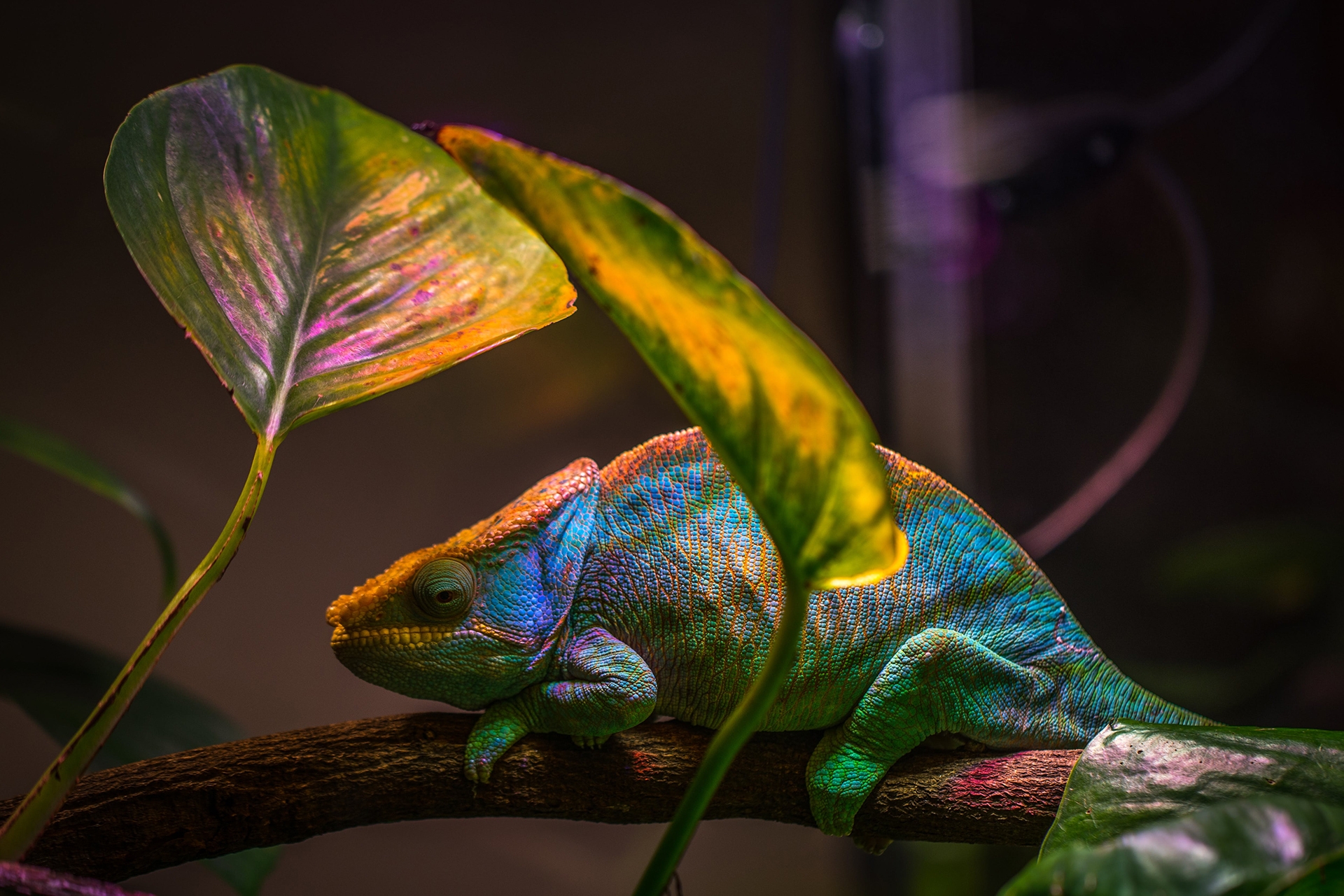 animals who change color