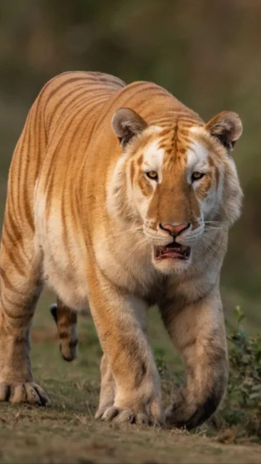 Meet Golden Tiger A Rare Bengal Variation That s Hard To Spot