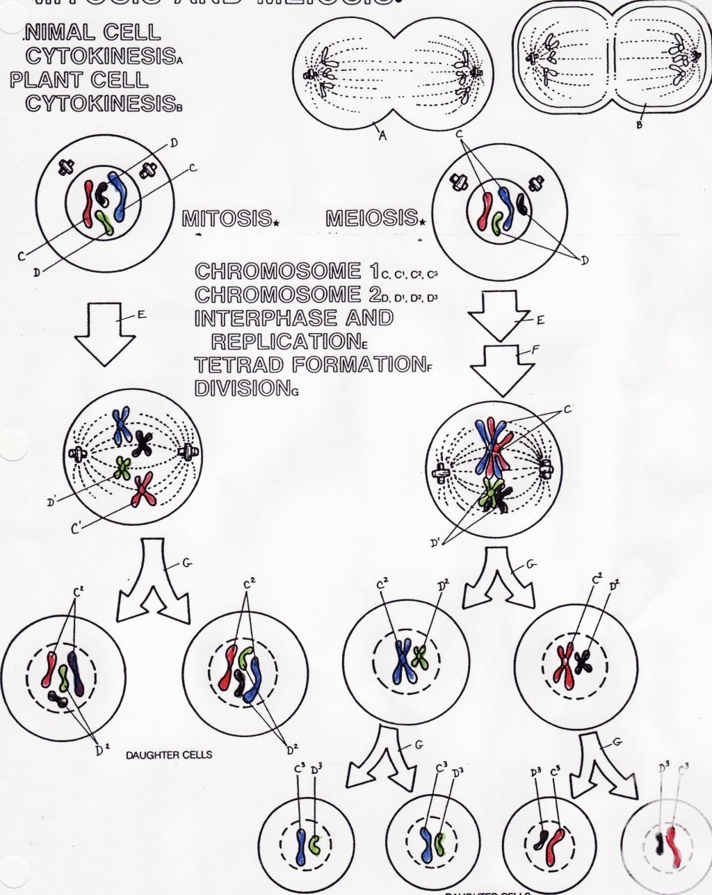 mitosis coloring worksheet pdf