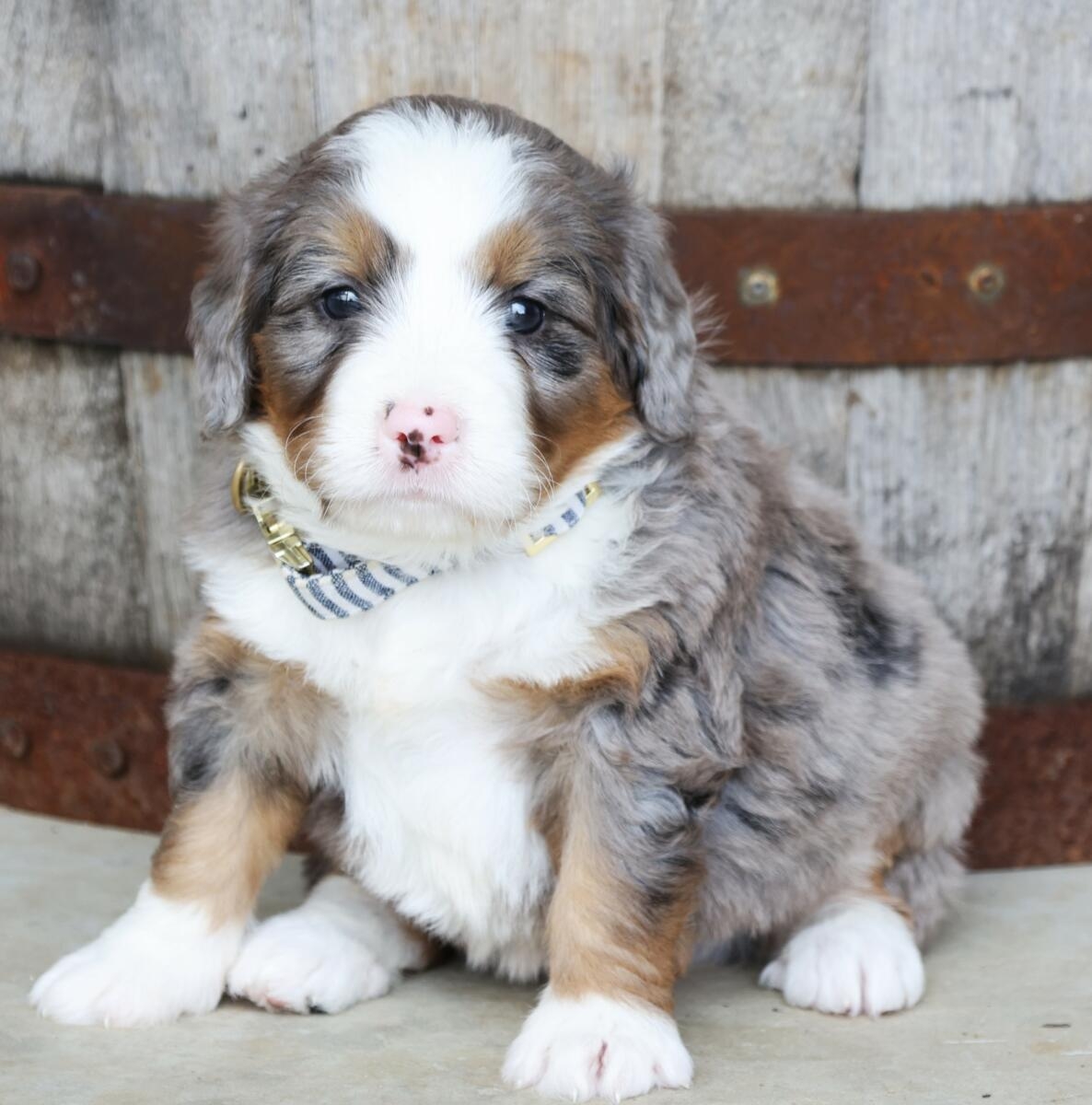 Merle Bernedoodles Important Details You Need To Know Central 