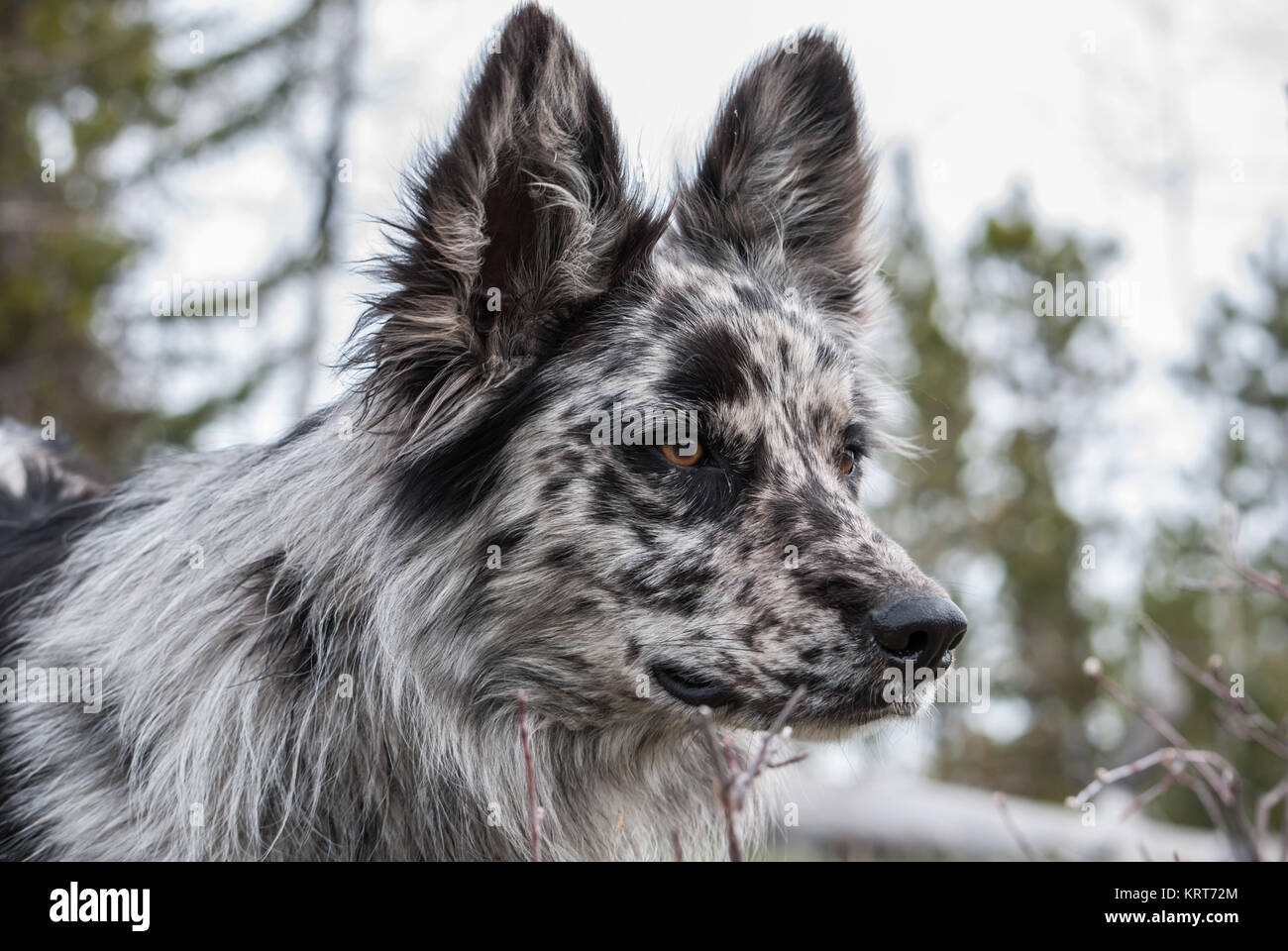 Merle Color Dog Merle Dogs With Blue Eyes Hotsell