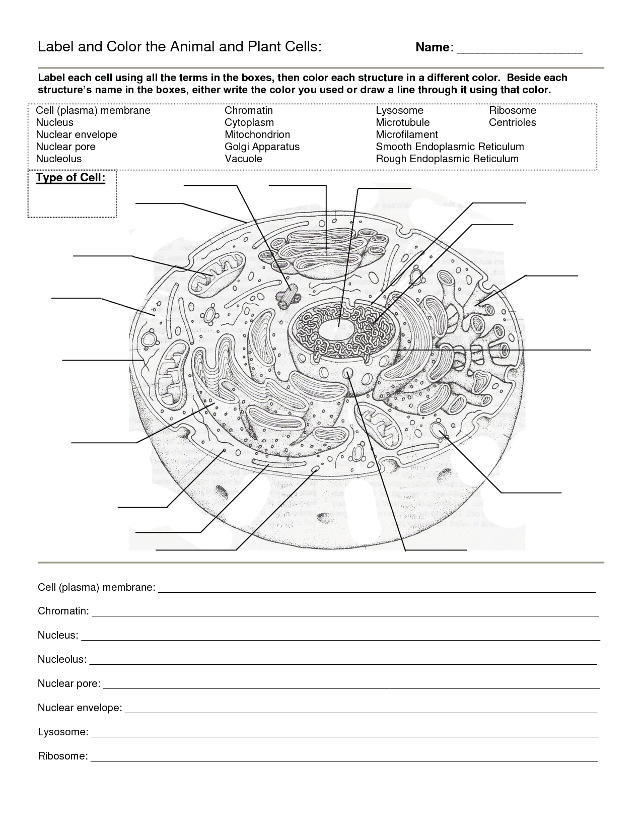 Mewarnai Gambar Animal Cell Blank Animal Cell Coloring Packet Animal Cell Coloring Mewarnai Net