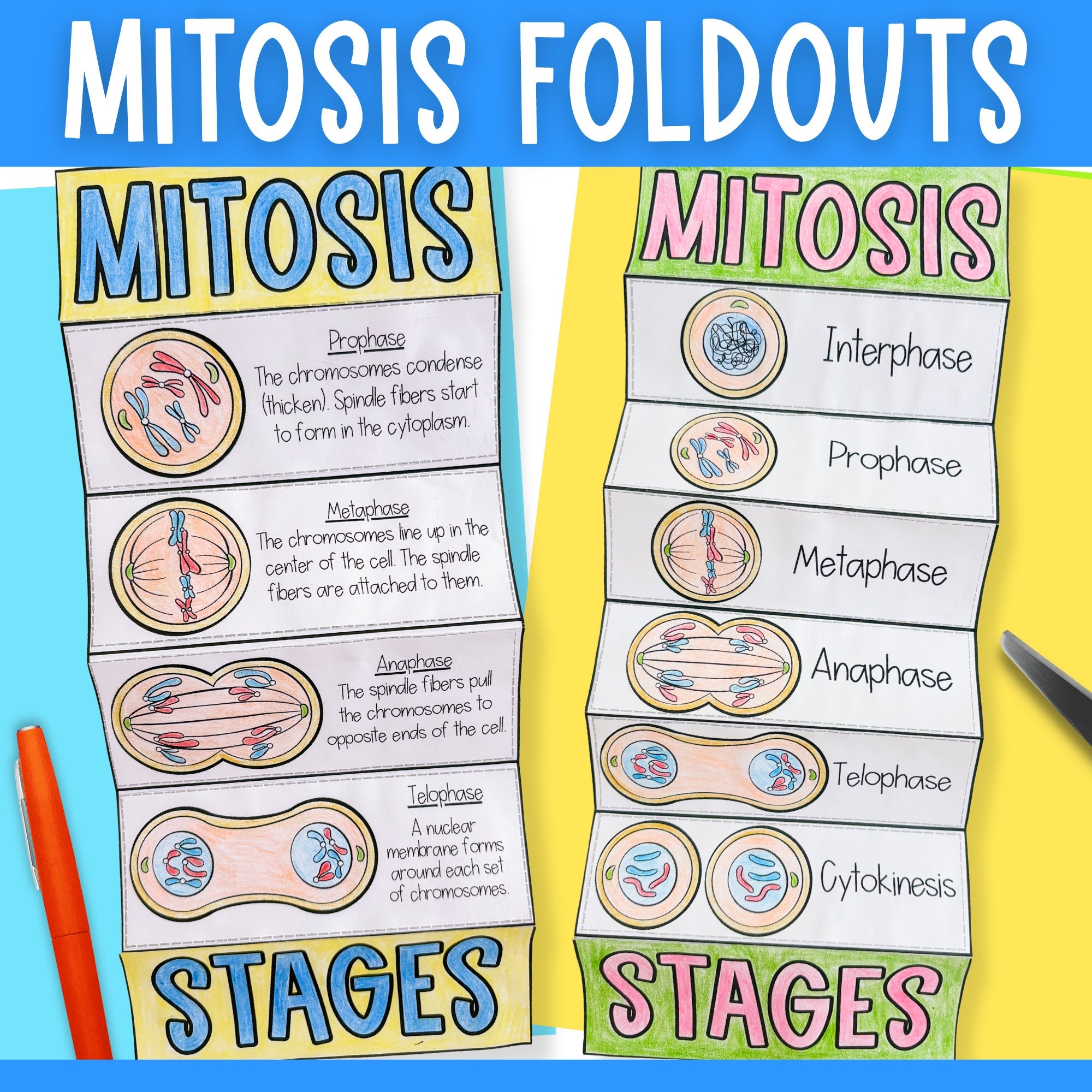 Mitosis Cell Division Foldable Cut And Paste Science Activity And Printable Worksheets Posters Digital Download PDF Etsy