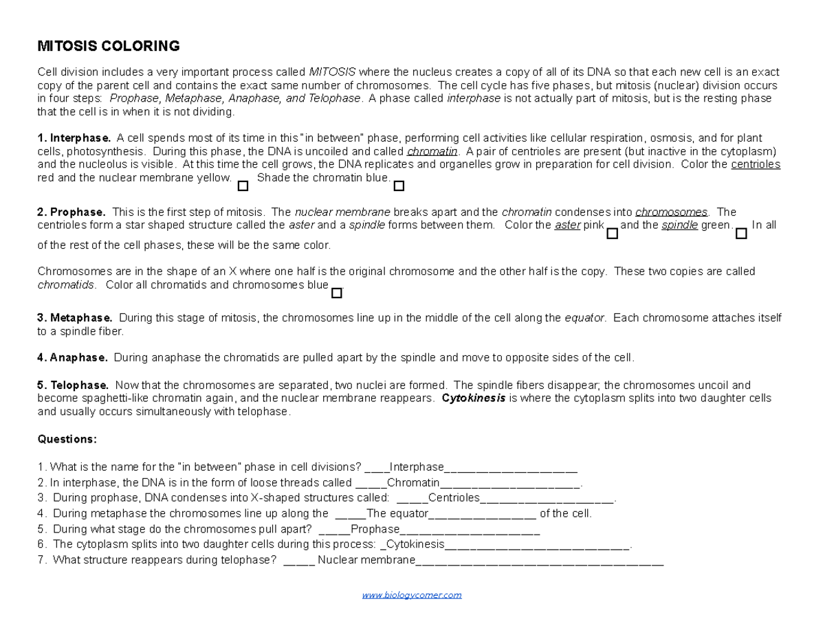 Mitosis Steps And Coloring MITOSIS COLORING Cell Division Includes A Very Important Process Called Studocu