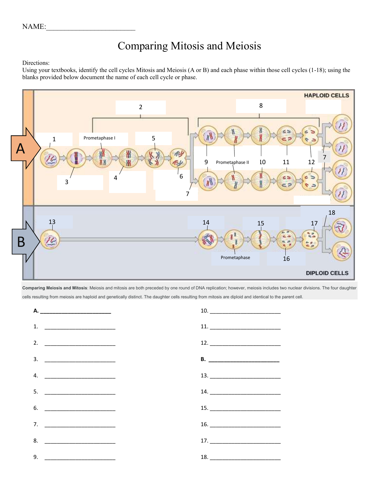Mitosis Vs Meiosis Worksheet Cell Division Comparison