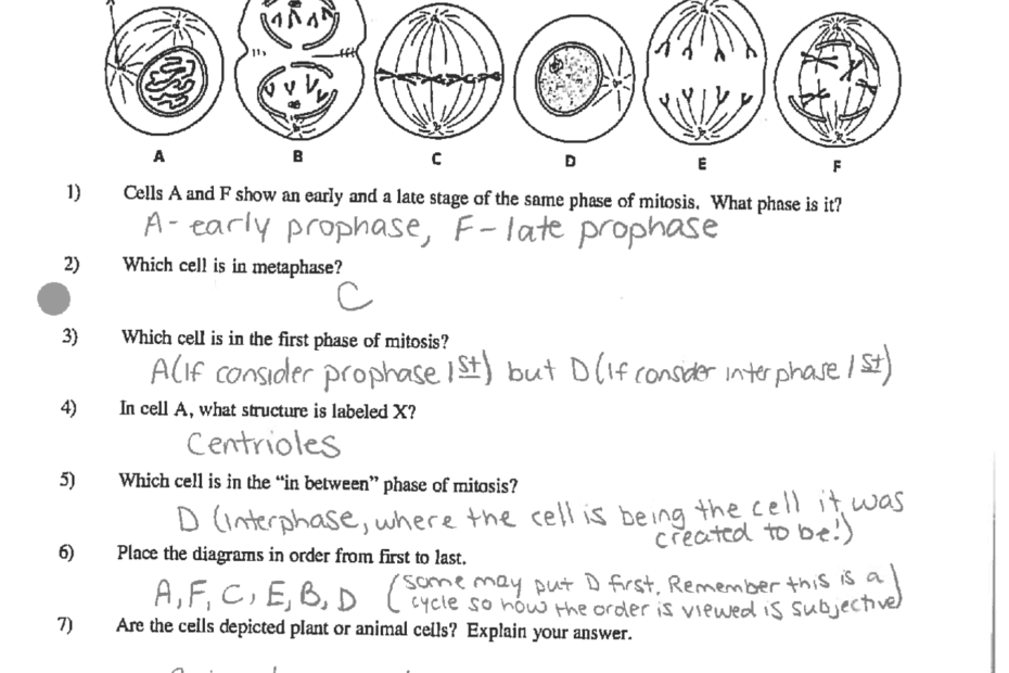 Mitosis Worksheet Answer Key Honors Biology Exercises Cell