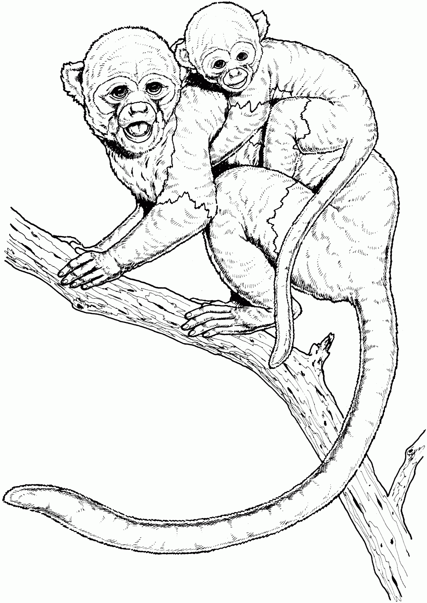 Monkey Coloring Pages