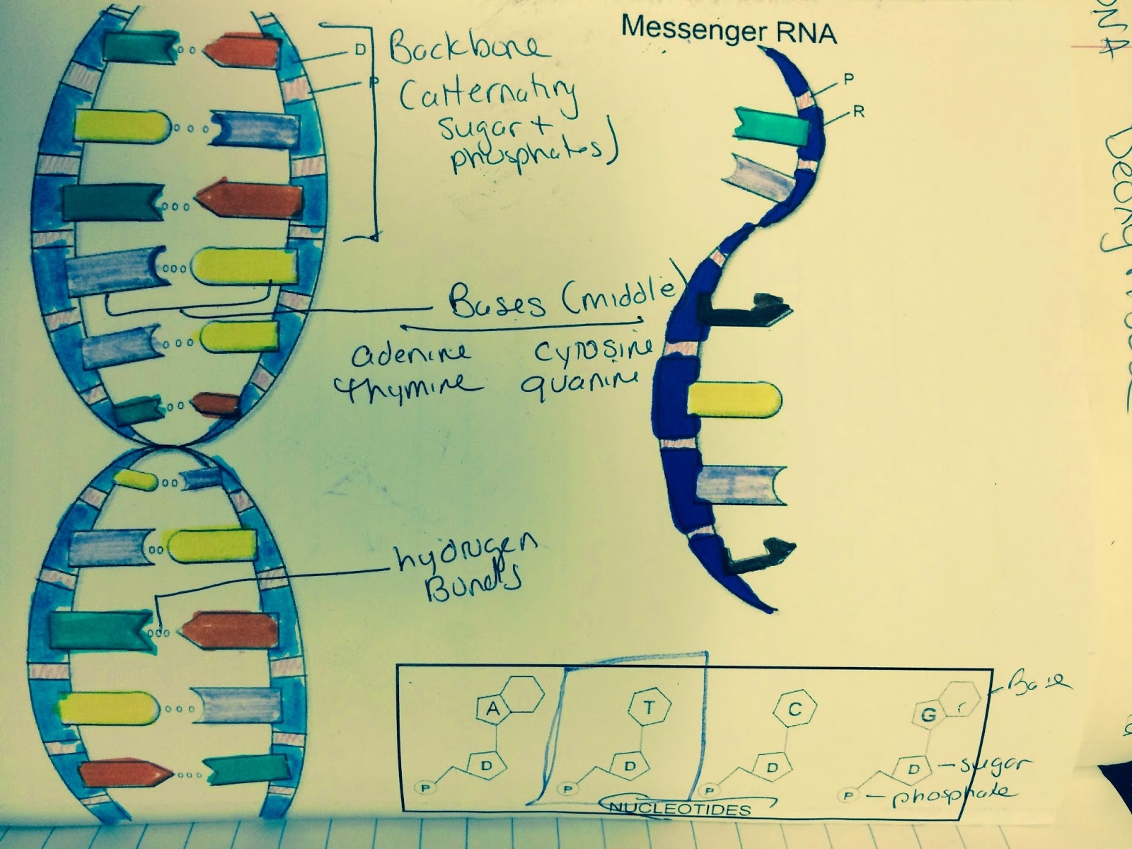 Mrs Greeley Howards Biology Class DNA Coloring Notes And 