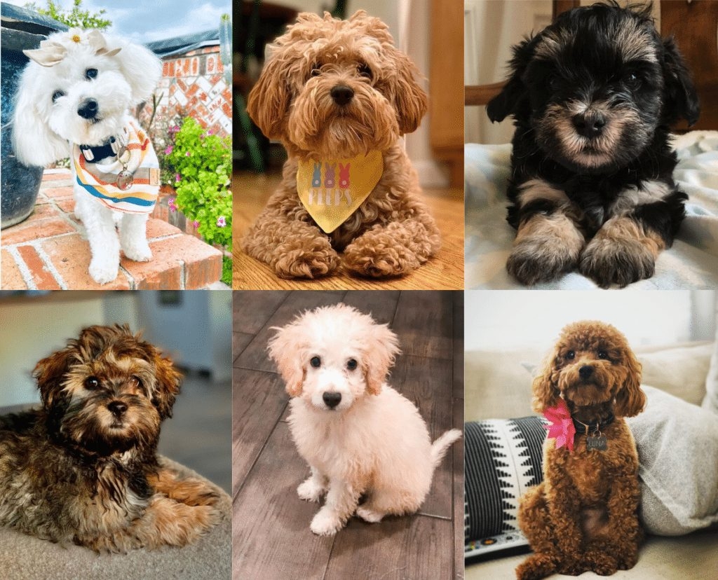 colors of maltese dogs