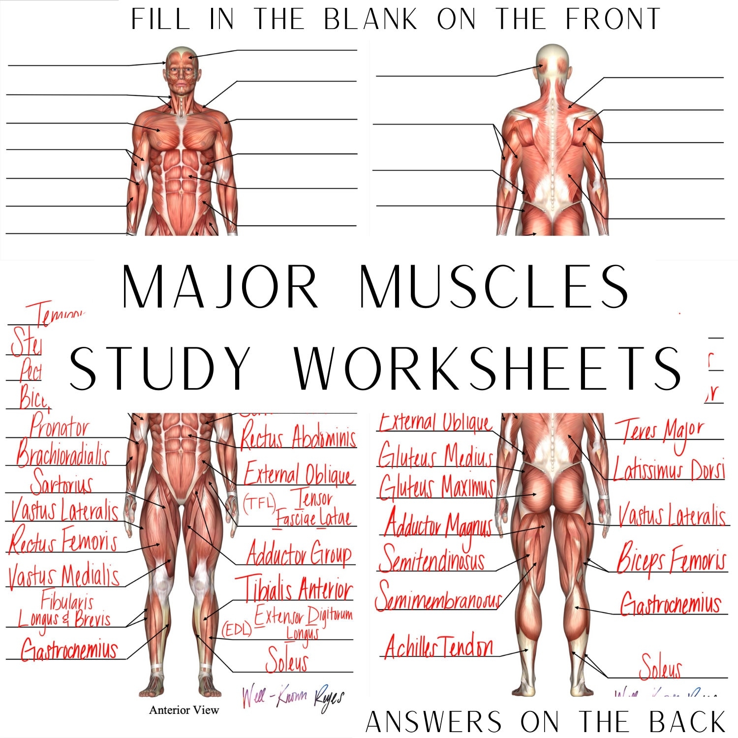 muscular system worksheet