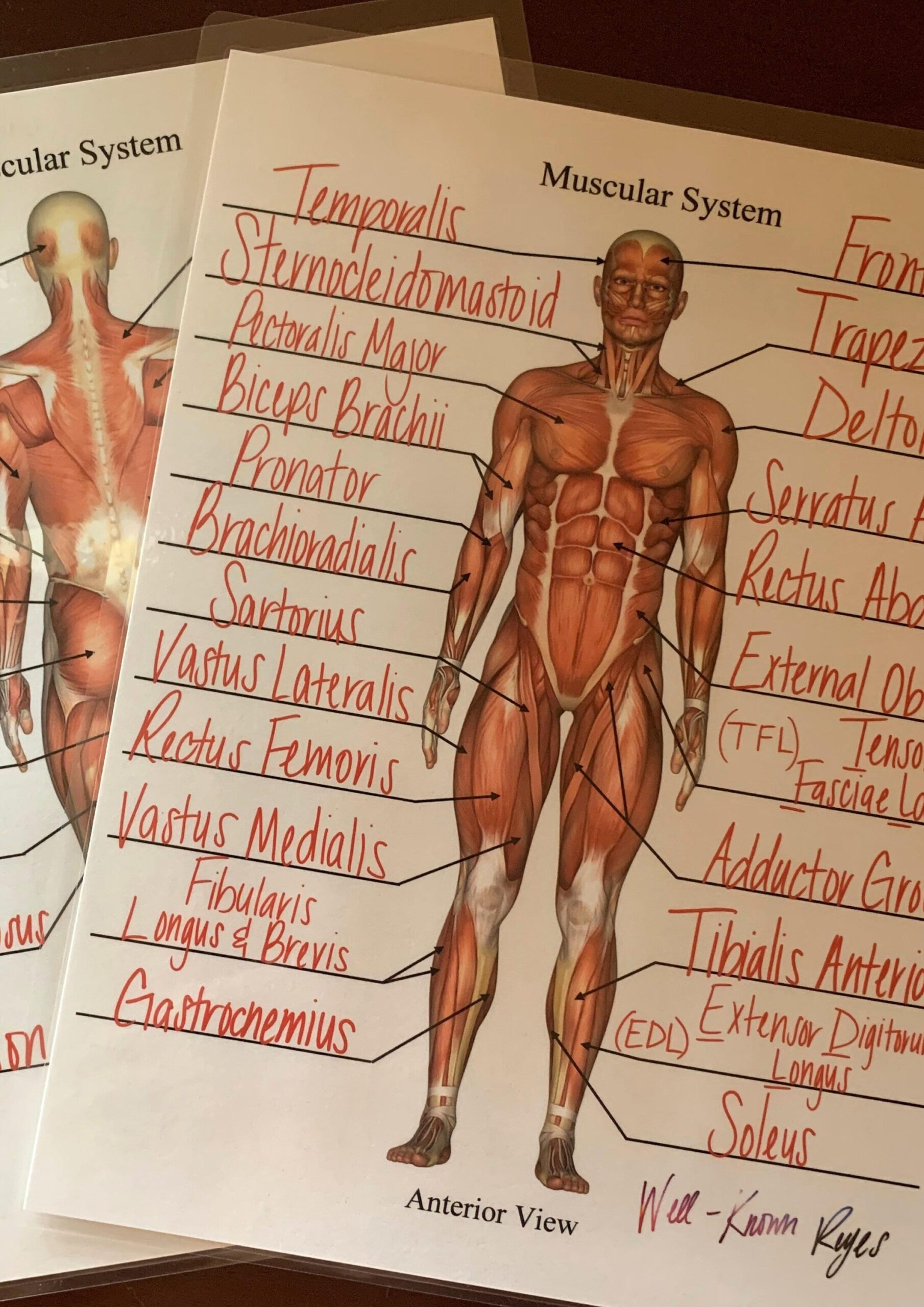 Muscular System Major Muscles Dry Erase Worksheets Practice 
