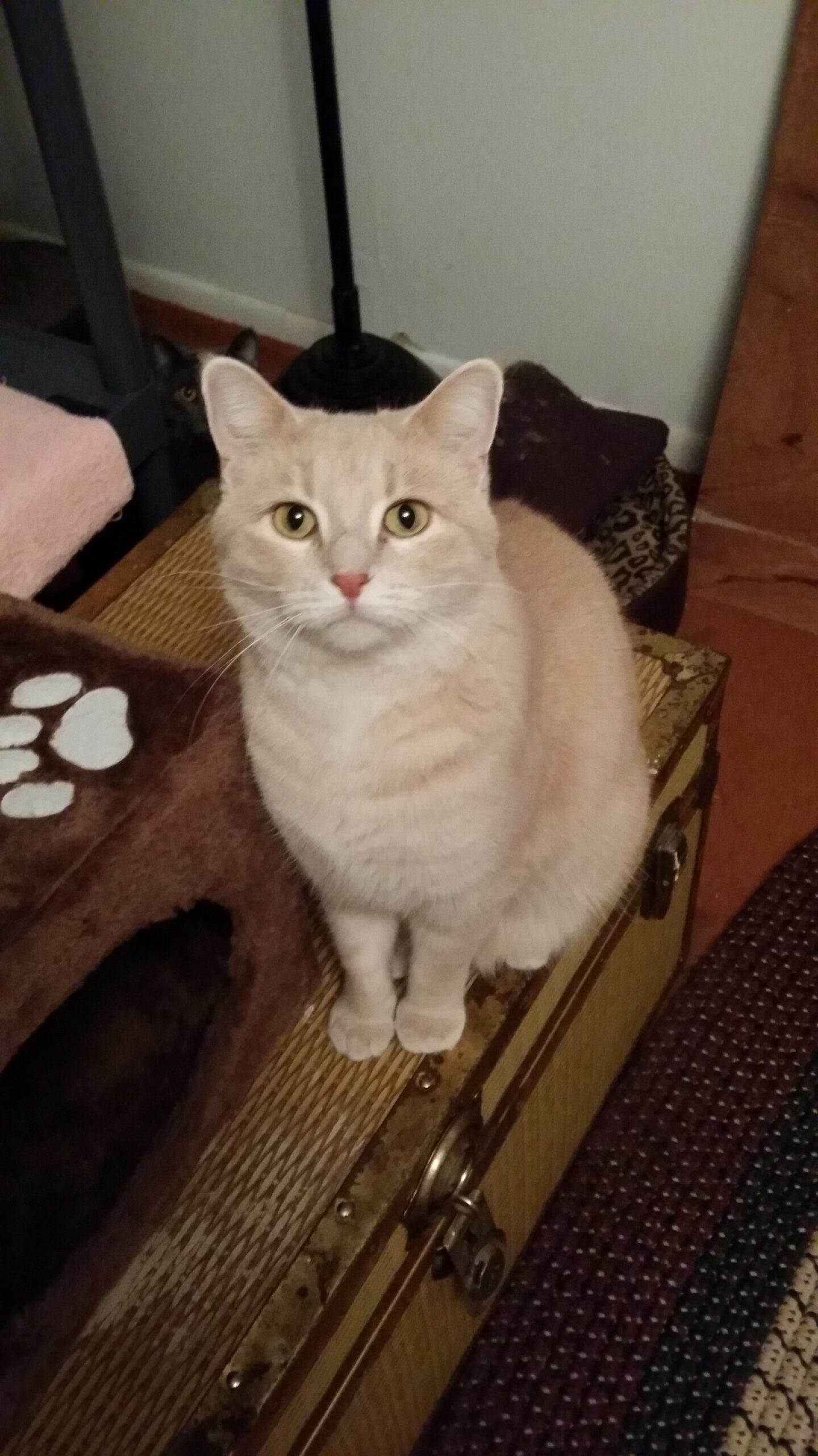 cat cream color