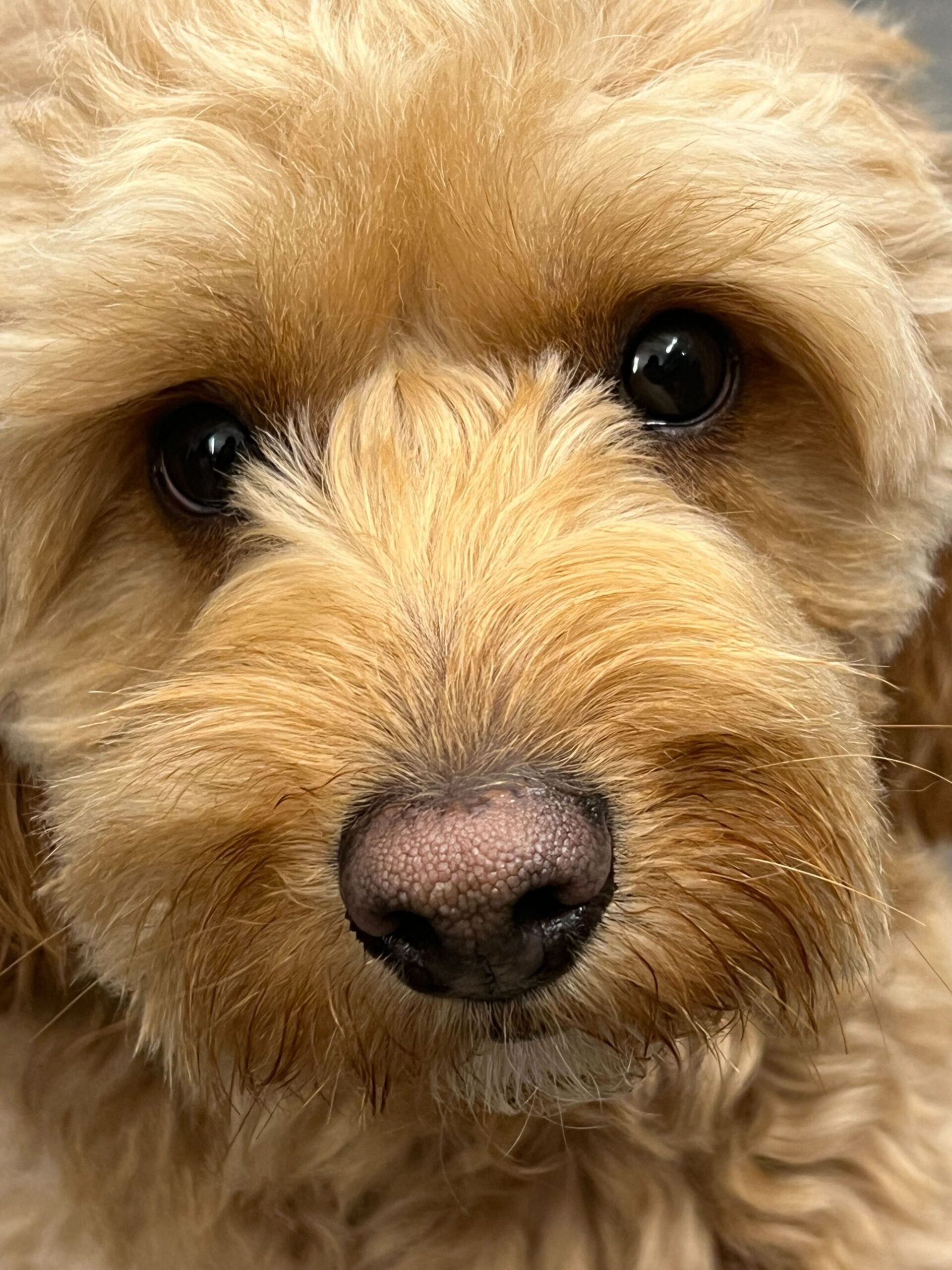 My Dog s Black Nose Is Turning Pink Clearance