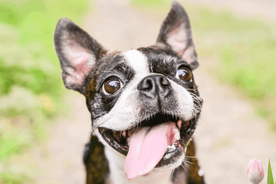 My Dog s Tongue Is Pale Should I Worry HubPages