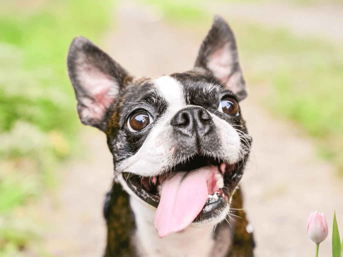 My Dog s Tongue Is Pale Should I Worry HubPages