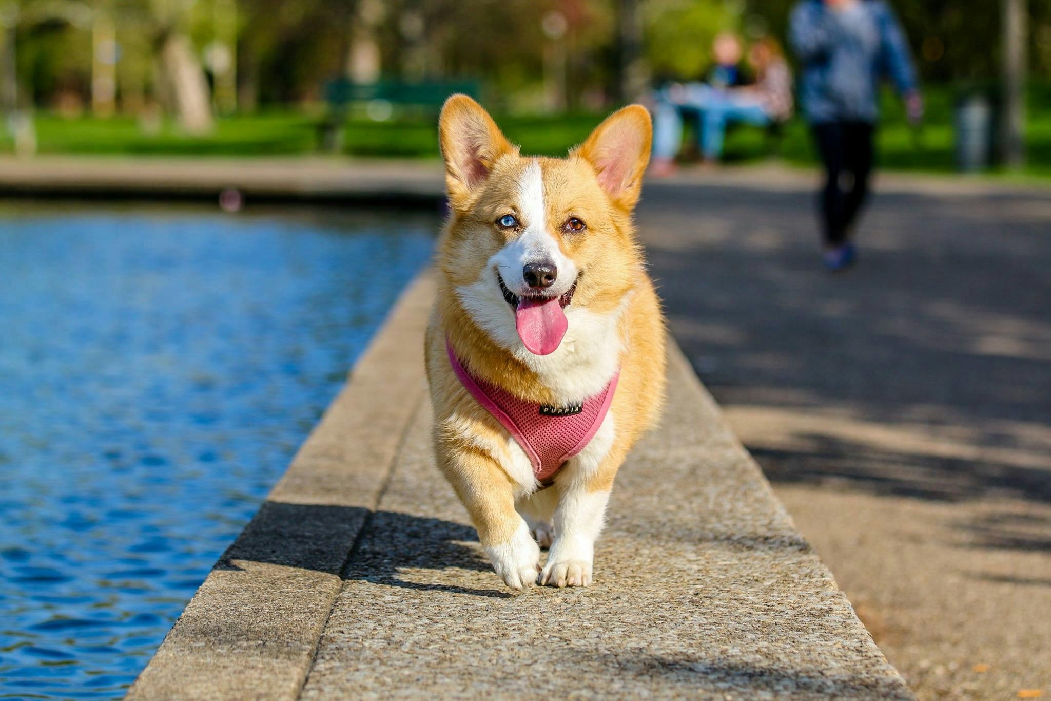 dogs favorite color