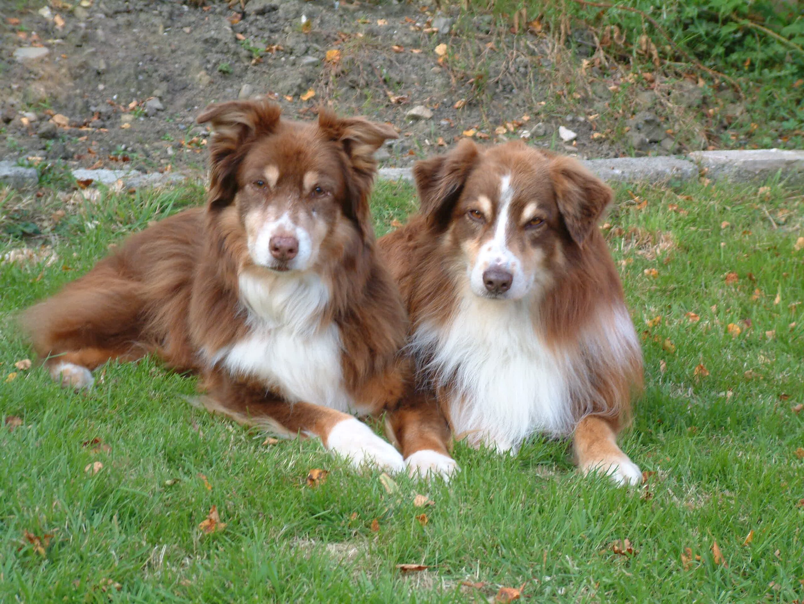 Normal Aussie Coat Coloring Australian Shepherd Health U0026 Genetics Institute