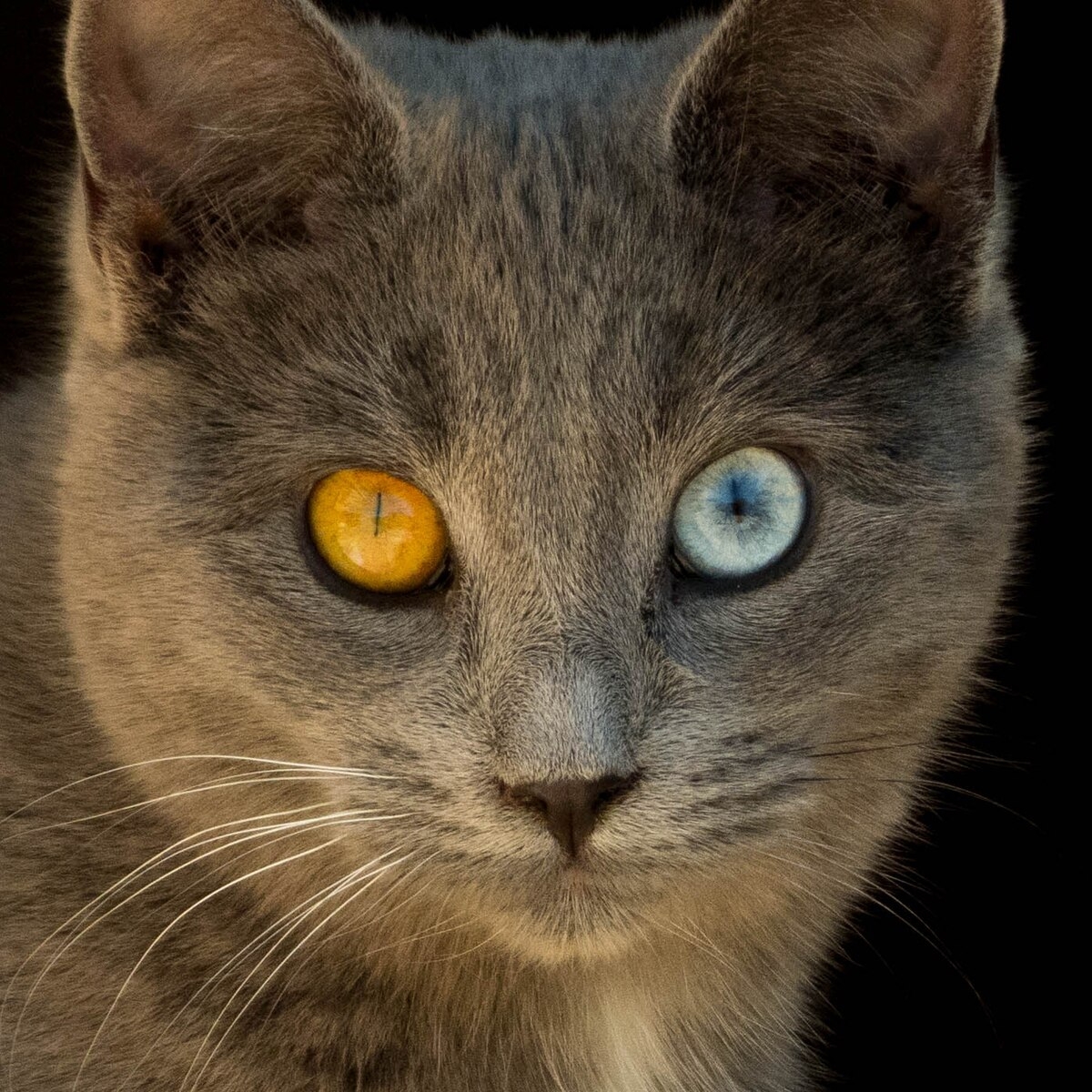 cat eye color