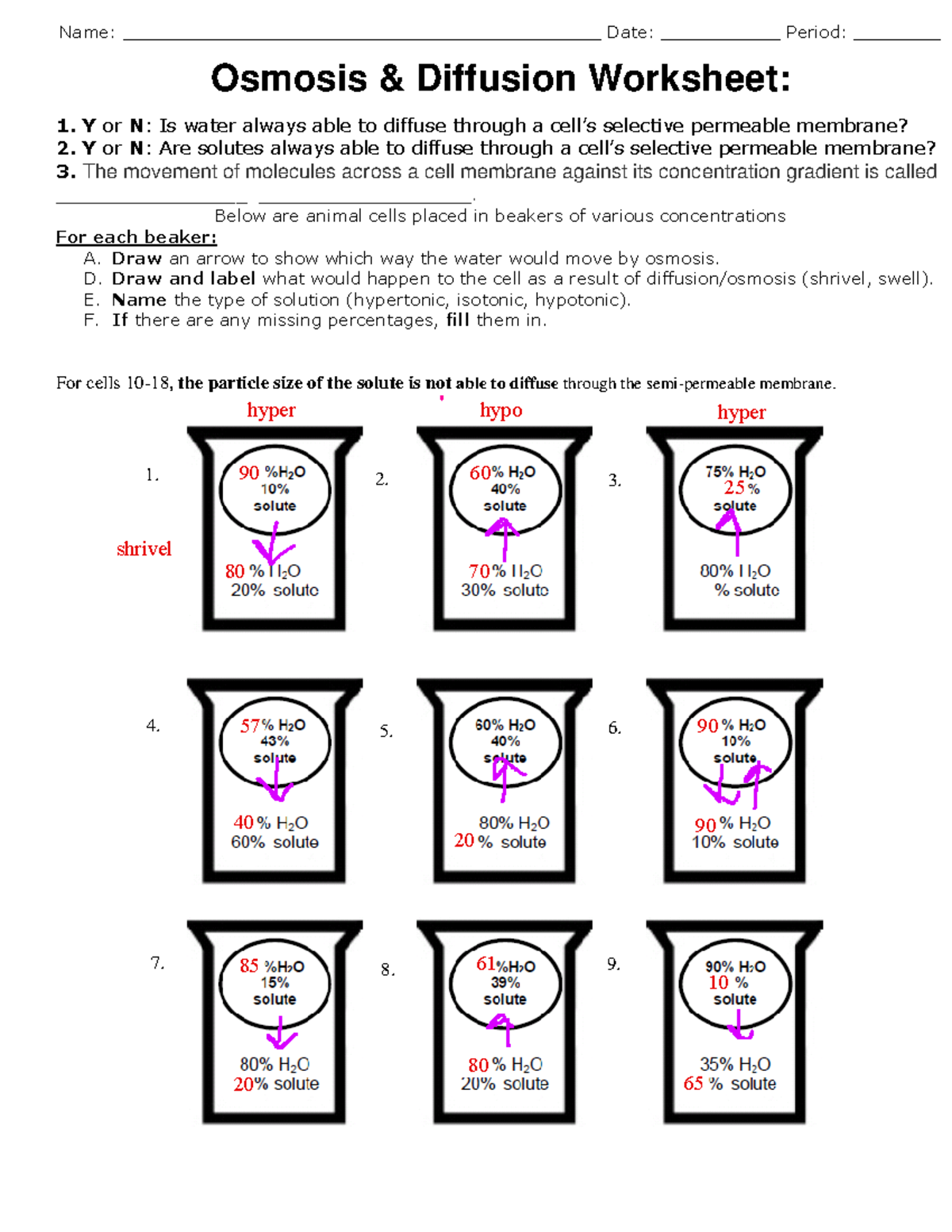 Osmosis And Diffusion Name Date Period Studocu
