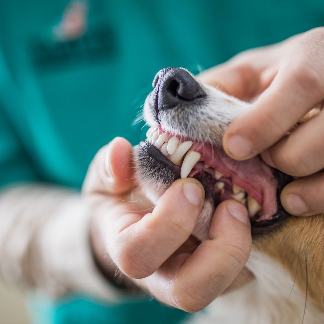 Pale Dog Gums What Do They Mean We Ask A Vet To Explain PetsRadar